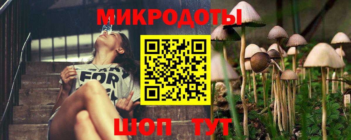 Галлюциногенные грибы Psilocybe Минусинск